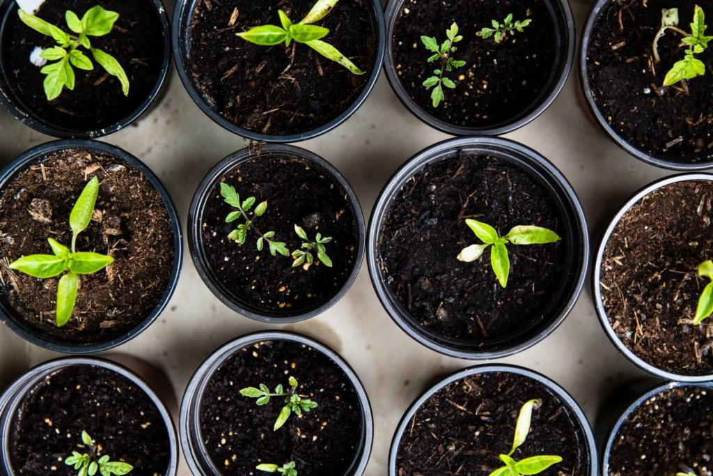 sprouting plants in pot